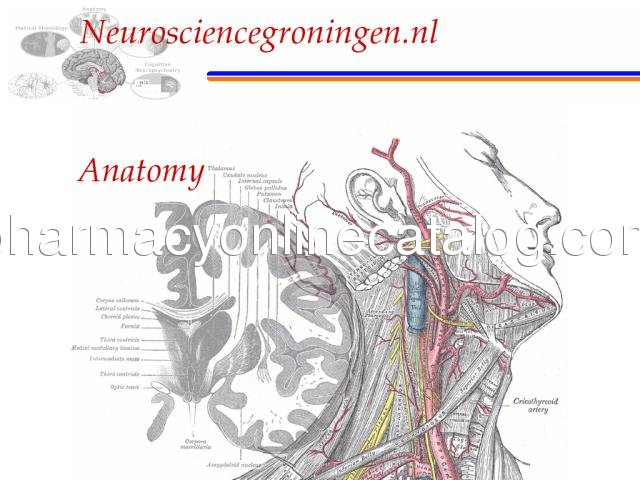 anatomy.neurosciencegroningen.nl